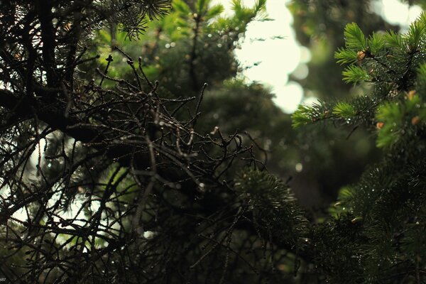 Coníferas. Bosque de coníferas. Natureza