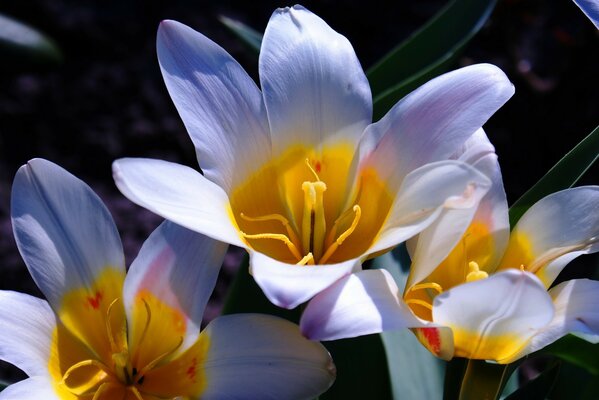 Lindas flores brancas close-up