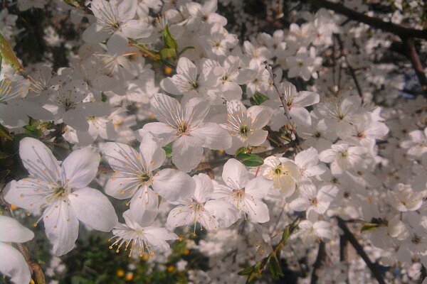 Flores brancas. Floração na primavera