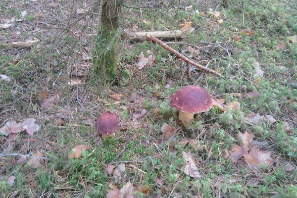 Resultado de nevoeiros espessos no outono na floresta