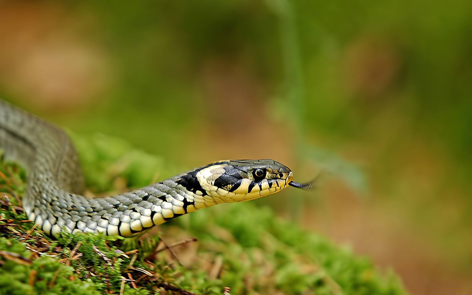 répteis e rãs cobra réptil vida selvagem natureza animal viper venom veneno boa zoologia python perigo selvagem herpetologia mortal deslizar suspender ao ar livre cobra