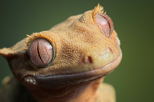 Fotografia Macro de um sapo bonito da vida selvagem