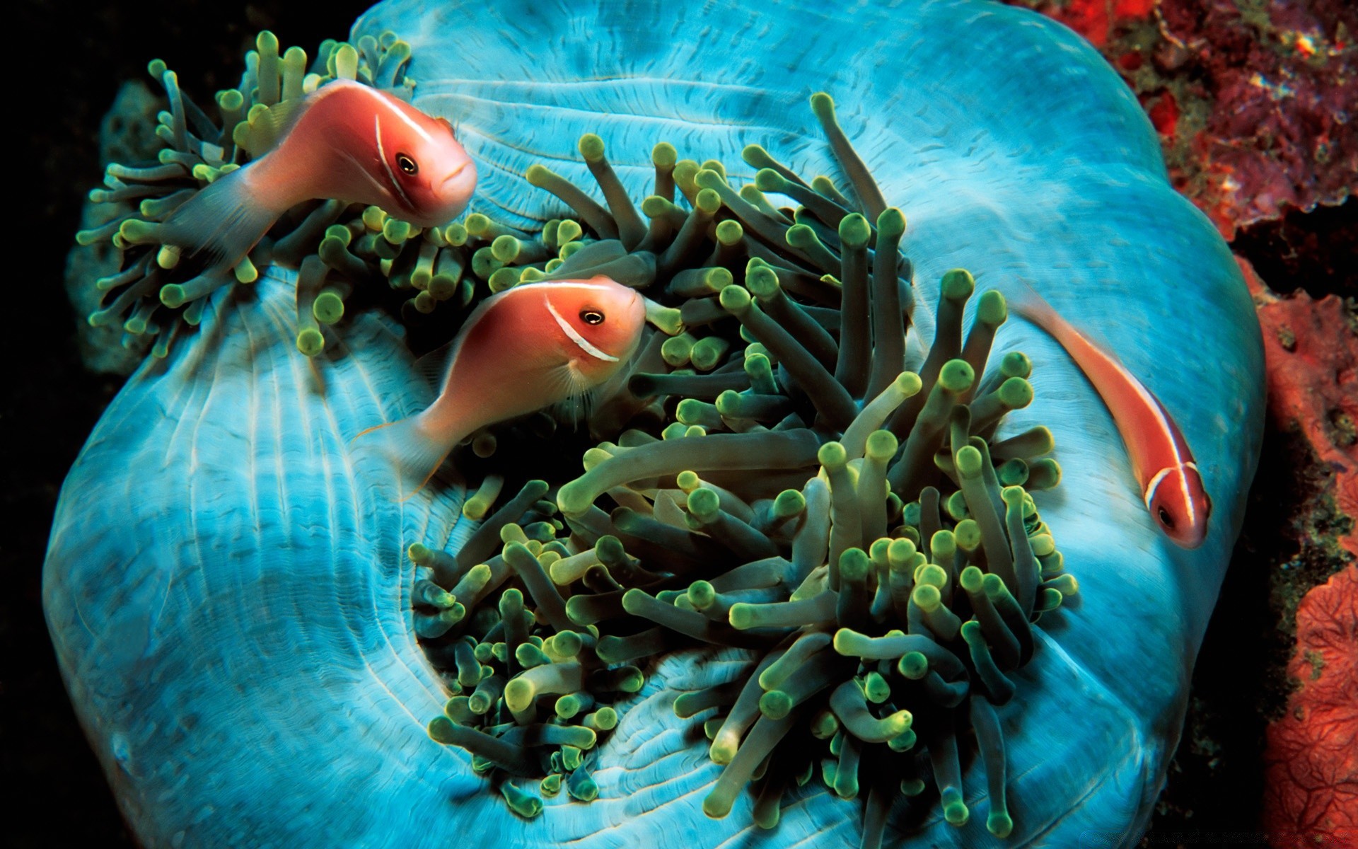 animais marinhos subaquático peixes oceano água mar natação invertebrados aquário coral recife tropical mergulho