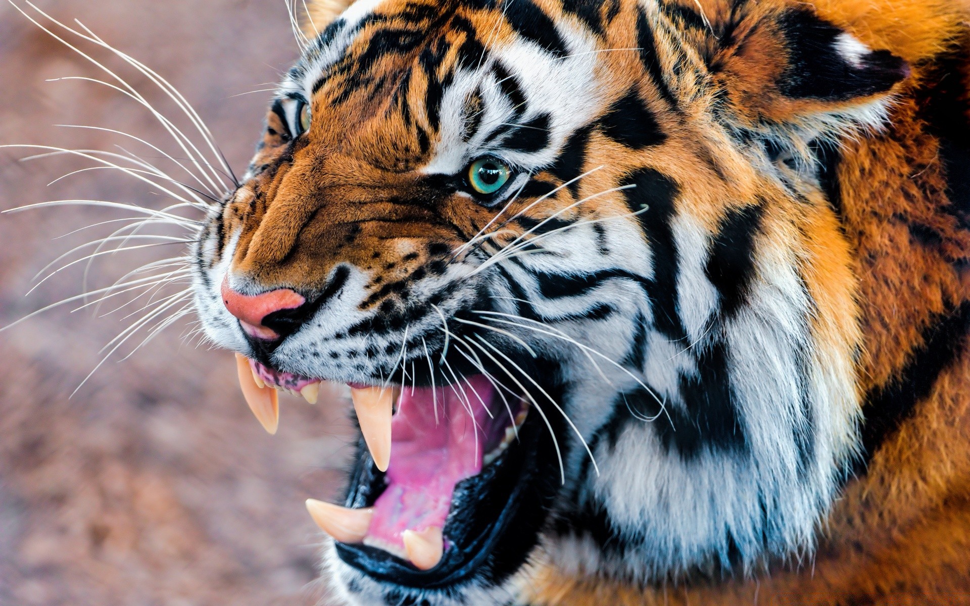 animais tigre vida selvagem gato jardim zoológico animal mamífero predador safari tira selvagem comedor de carne caçador agressão pele selva zangado caça olhando natureza grande