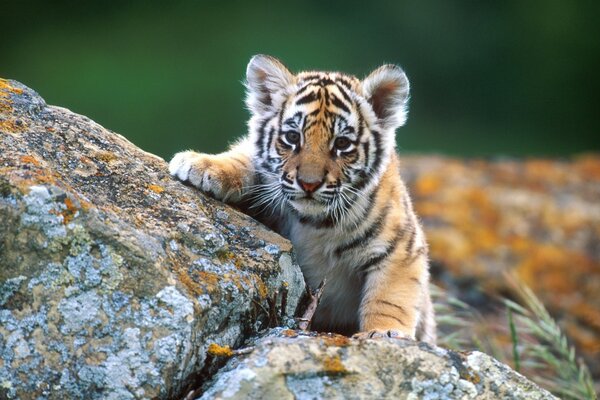 Um pequeno tigre sobe uma pedra
