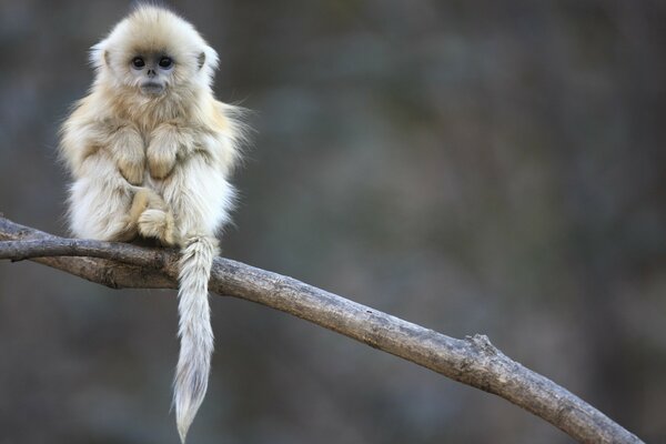 Macaco sentado em uma árvore alta