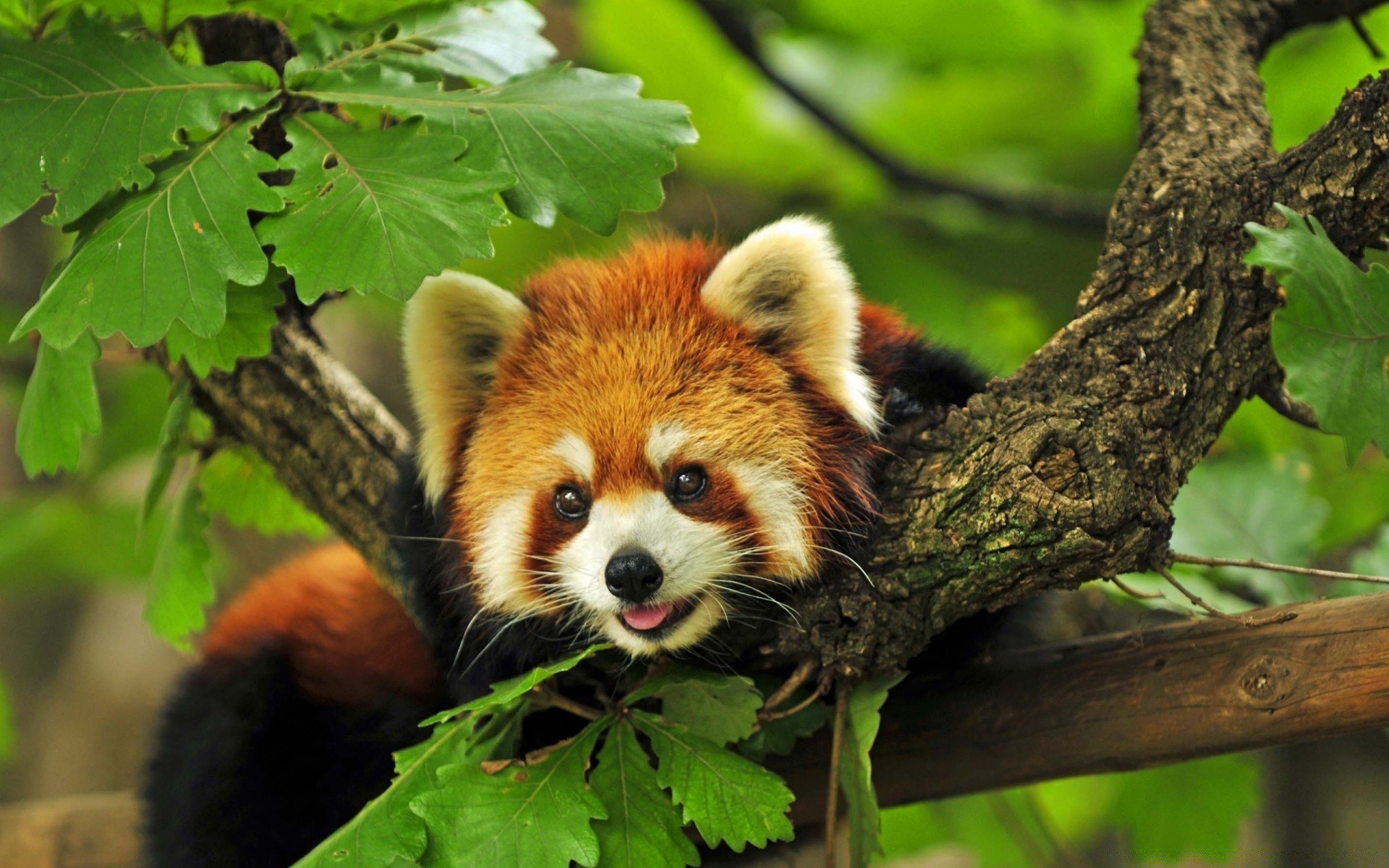 animais natureza vida selvagem mamífero animal selvagem fofa árvore madeira jovem