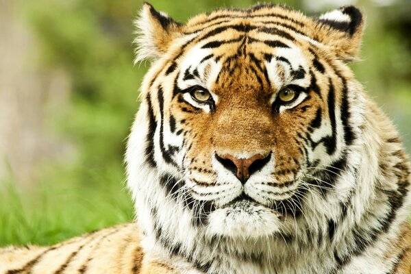 Foto de um tigre olhando para a câmera