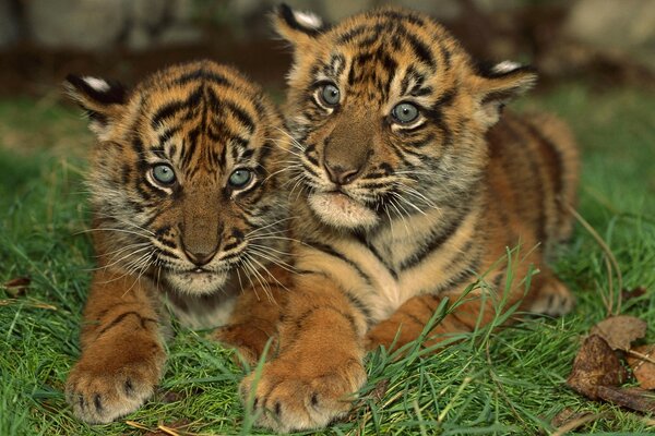 Tigres de olhos azuis deitado na grama