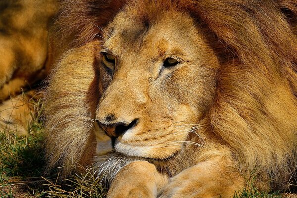 Grande leão descansando na natureza