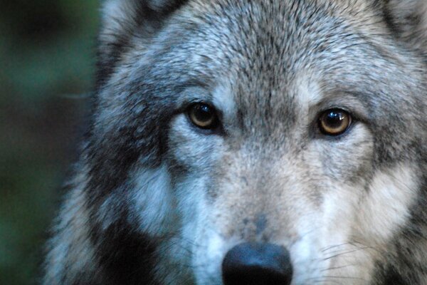 Imagem de predador, lobo close-up