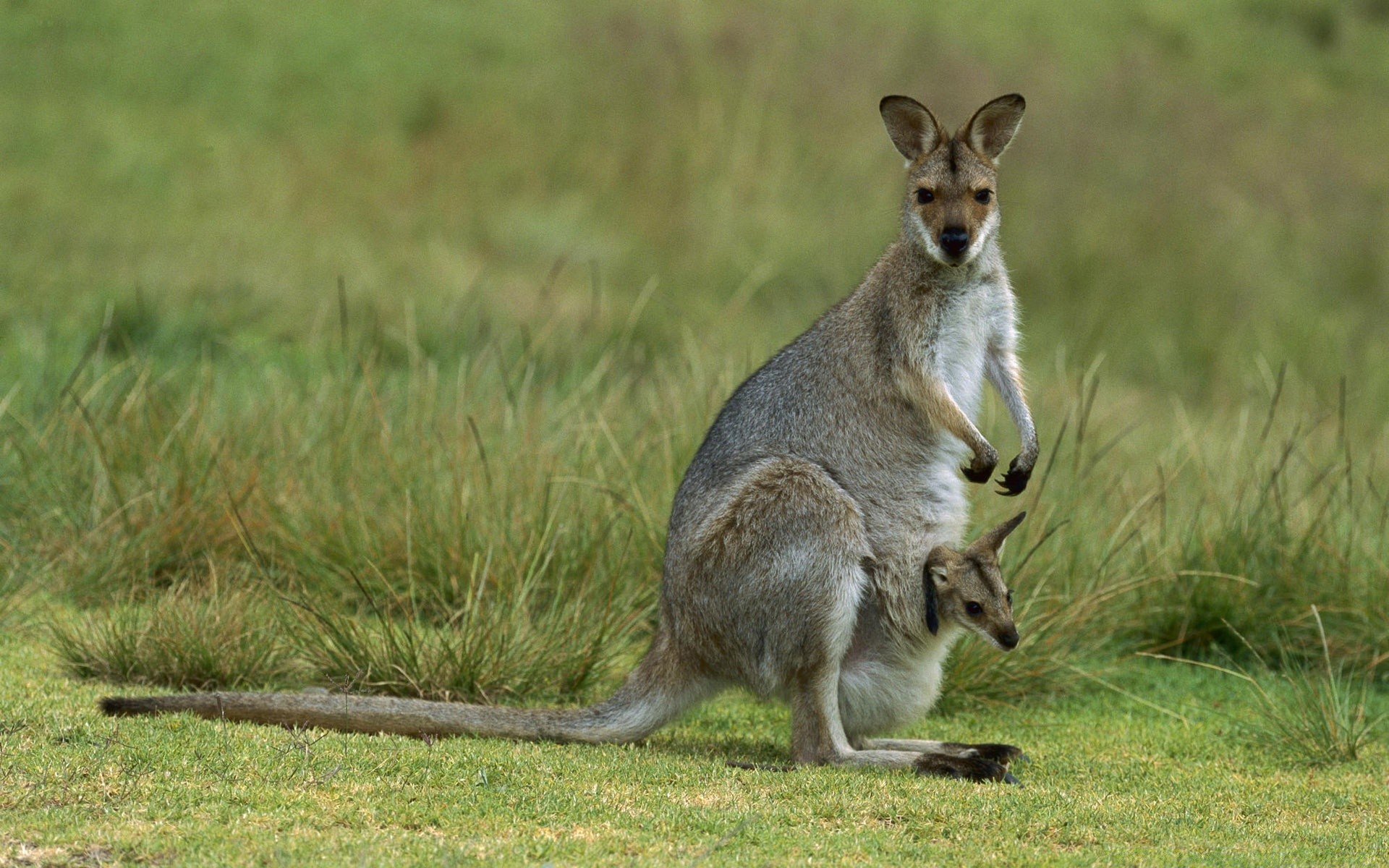 animais vida selvagem mamífero marsupiais canguru grama animal wallaby selvagem natureza fofa cauda cinza pele salto retrato bolsa ao ar livre visualização jardim zoológico