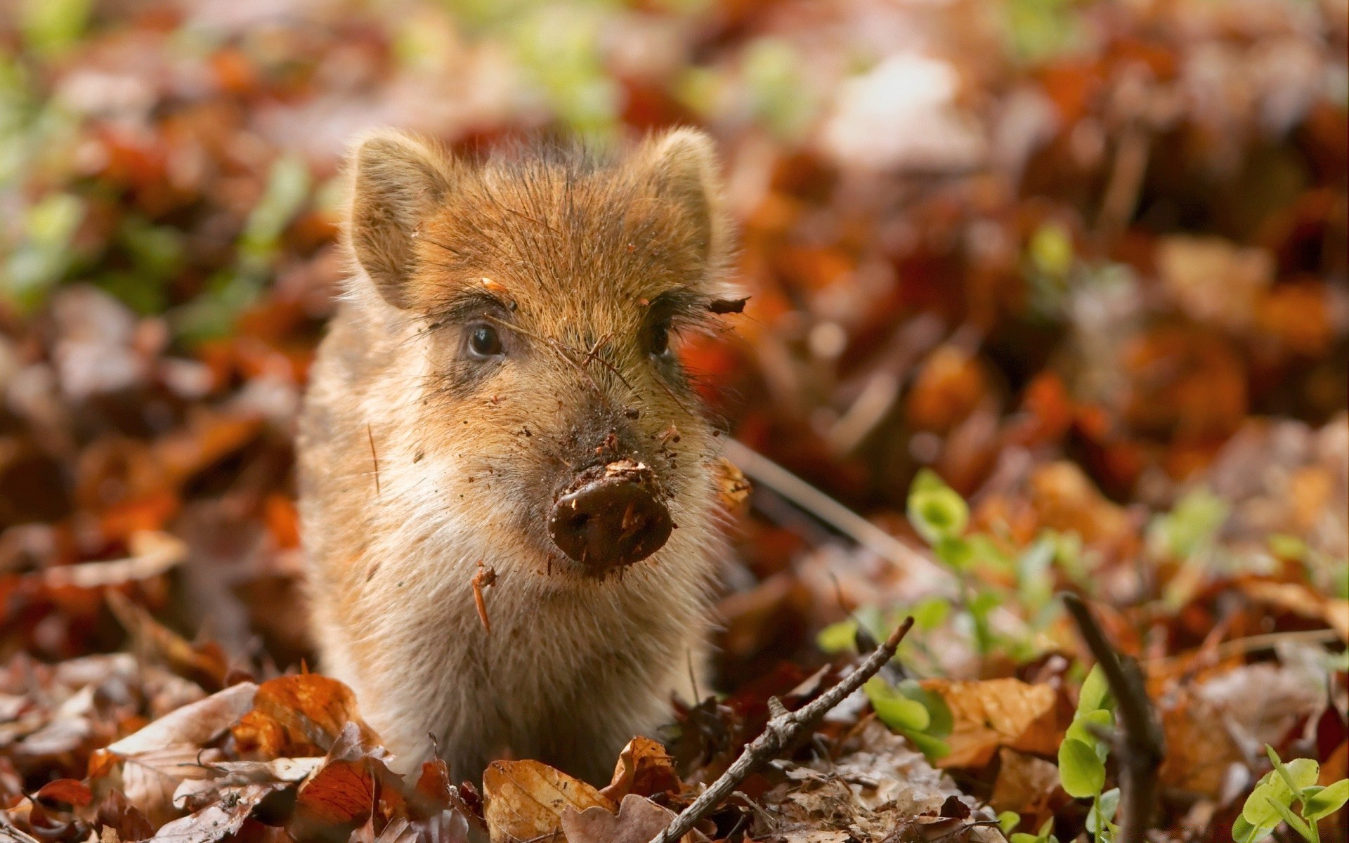 animais natureza outono pequeno bonito animal vida selvagem ao ar livre mamífero madeira comida folha