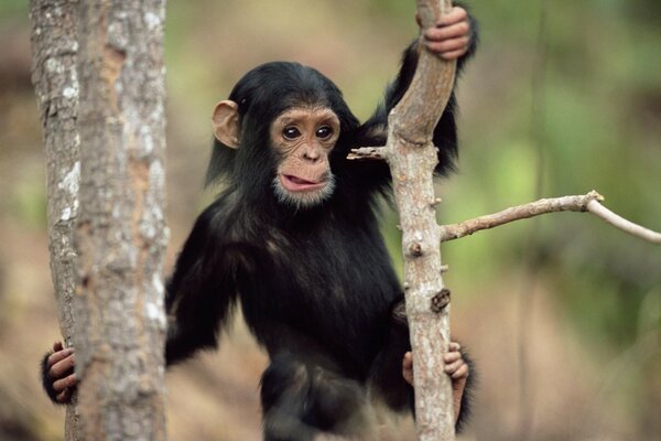 Macaco olhando de uma árvore