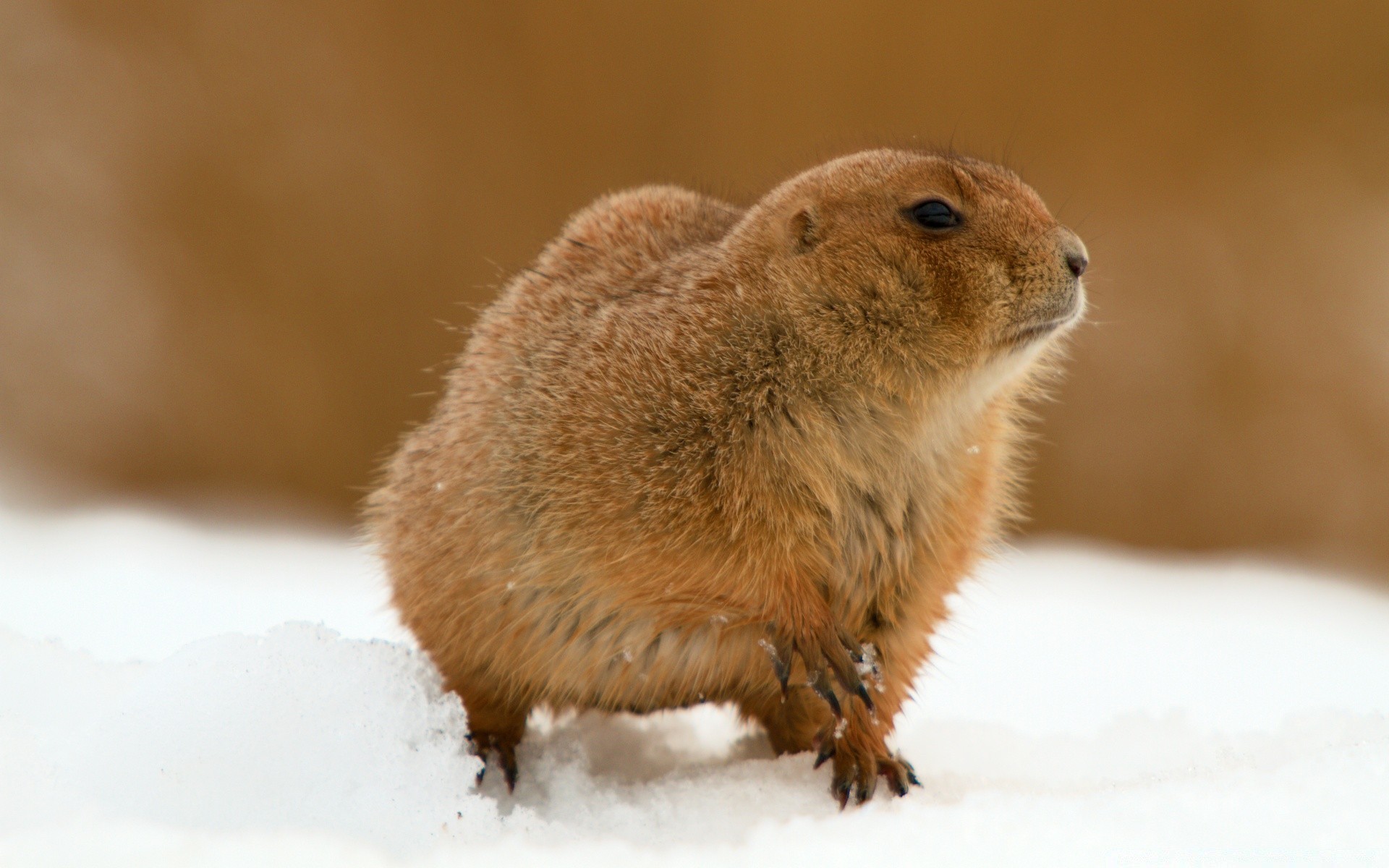 animais mamífero vida selvagem roedor fofa natureza pequeno neve inverno animal