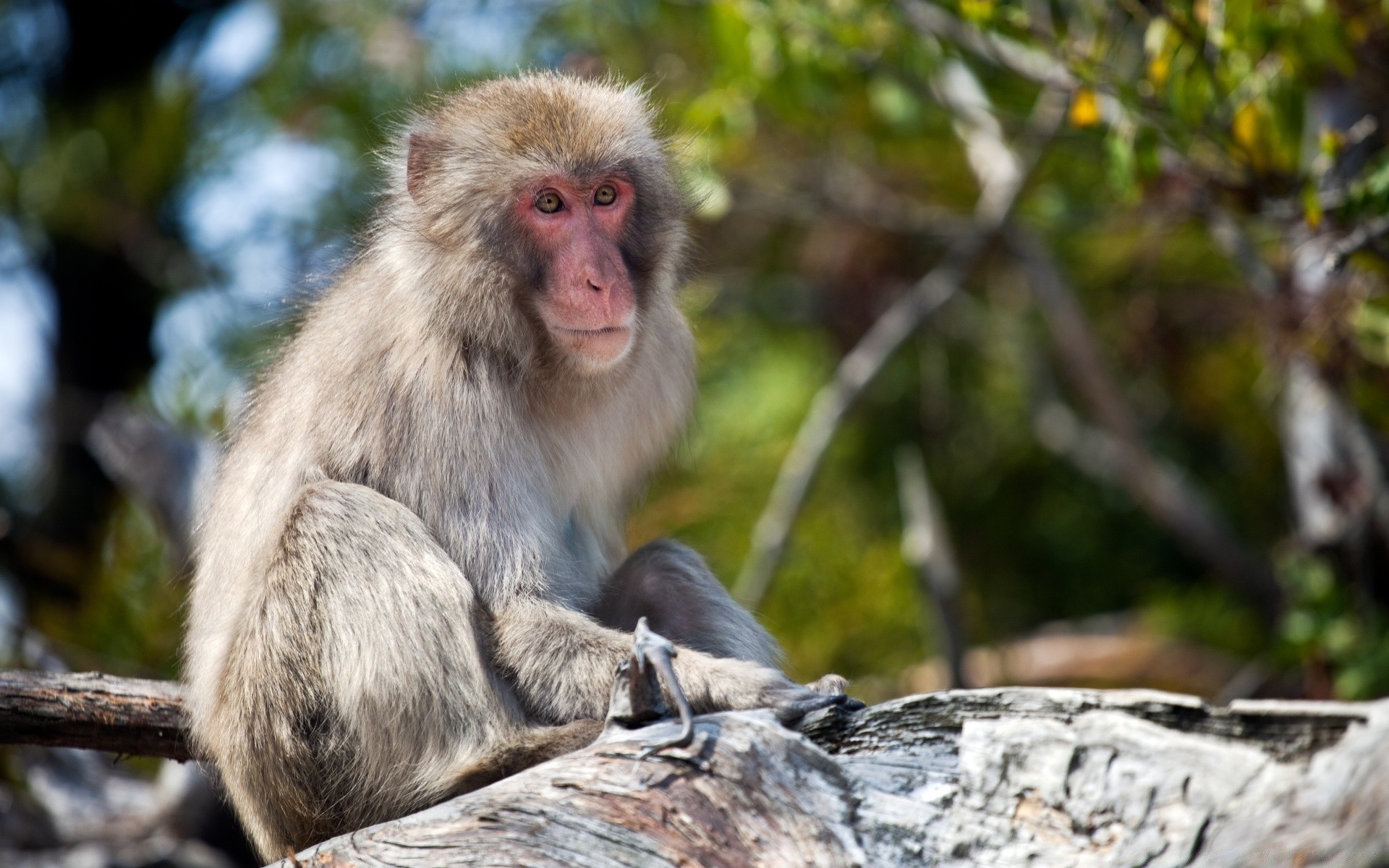 animais macaco primata vida selvagem mamífero natureza careta macacos selvagem madeira fofa pele sentar-se selva árvore animal retrato endêmico jardim zoológico ao ar livre