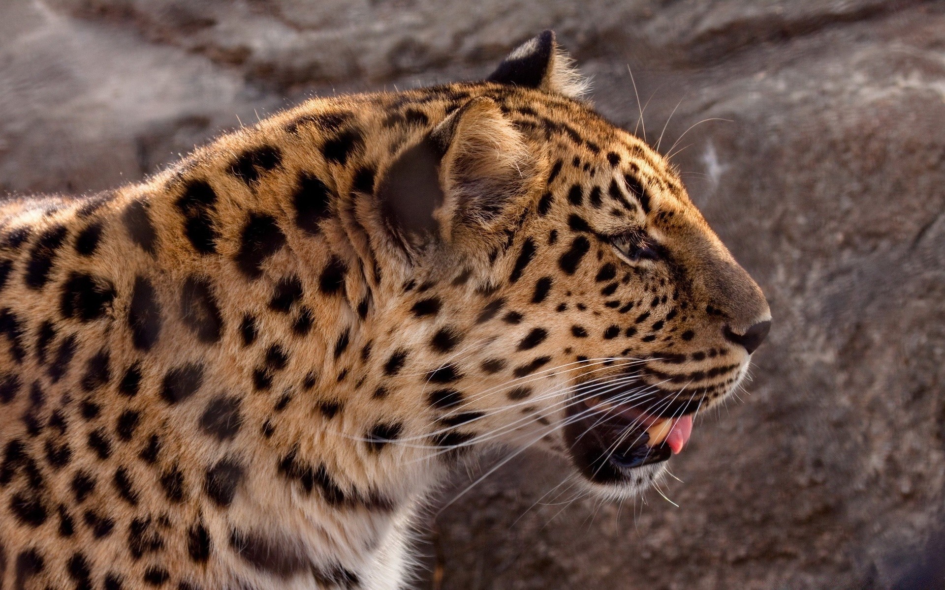 animais vida selvagem gato leopardo predador mamífero jardim zoológico safari natureza animal selvagem pele caçador perigo grande comedor de carne