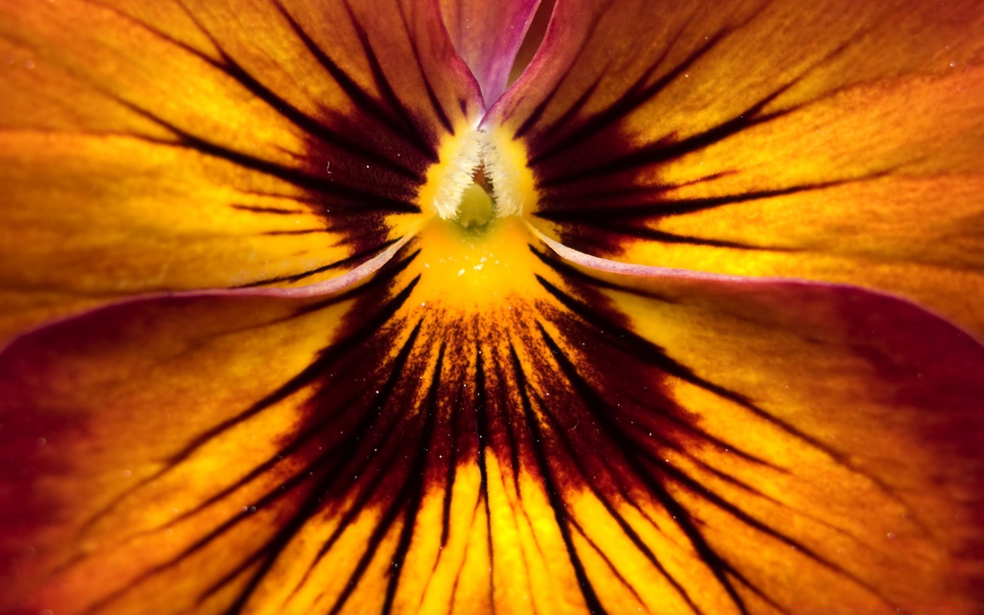 macro flor natureza cor brilhante borrão