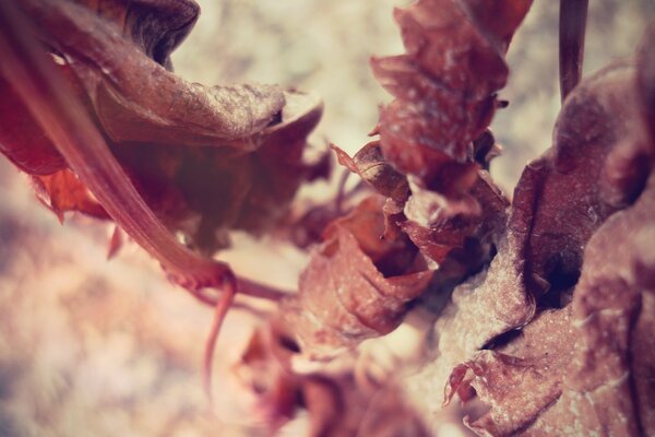 Imagem da natureza com macro