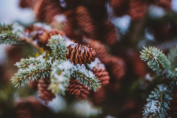 Cones verdes e amarelos cobertos de neve