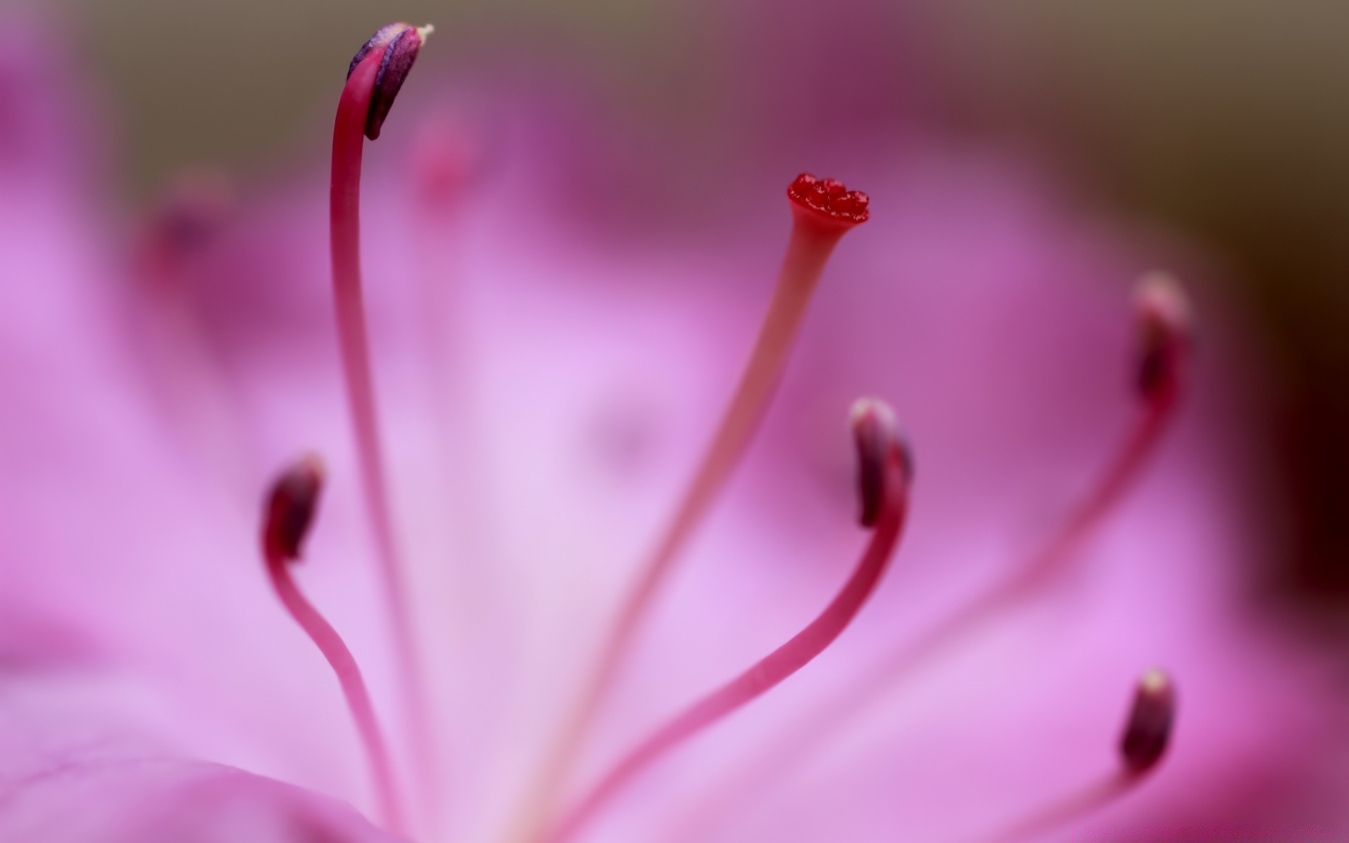 macro flor natureza verão flora jardim folha close-up cor borrão brilhante dof inseto pétala biologia delicado bonita chuva