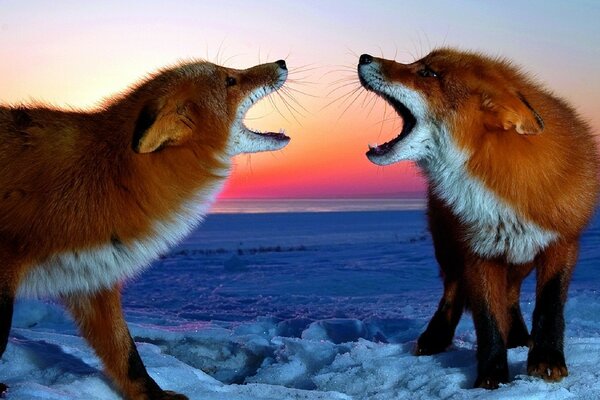 Dueto de duas raposas na neve fofa