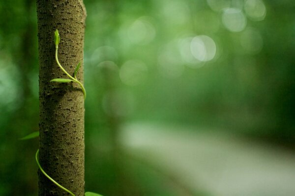 Eu e minha namorada na floresta fez uma fotografia Macro, a natureza é tão bonita folhas verdes