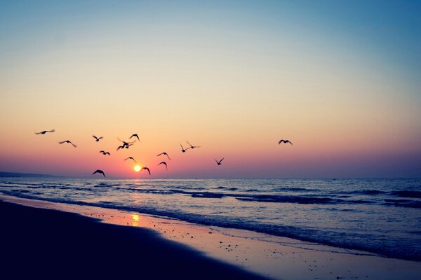 Gaivotas ao pôr do sol à beira-mar