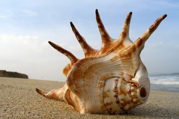 Imagem de uma concha na areia contra o fundo do mar