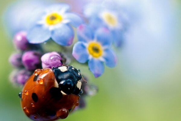 Joaninha em uma flor