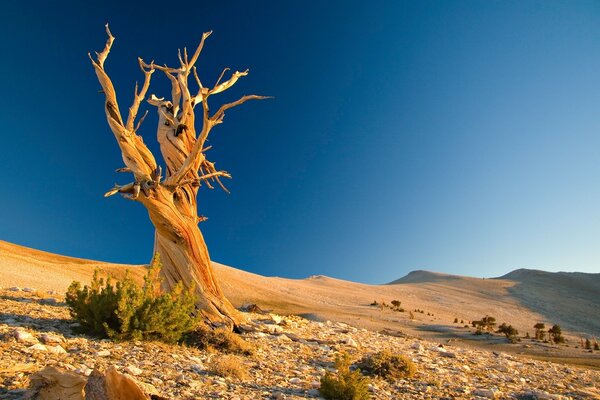 Árvore curvada em um deserto deserto