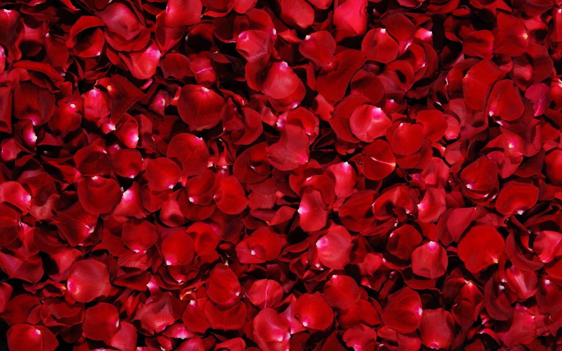 flores desktop abstrato textura amor arte design
