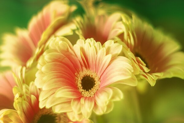 Gerberas laranja-amarelas Macro-fotografia