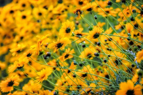 Campo de flores amarelas na natureza