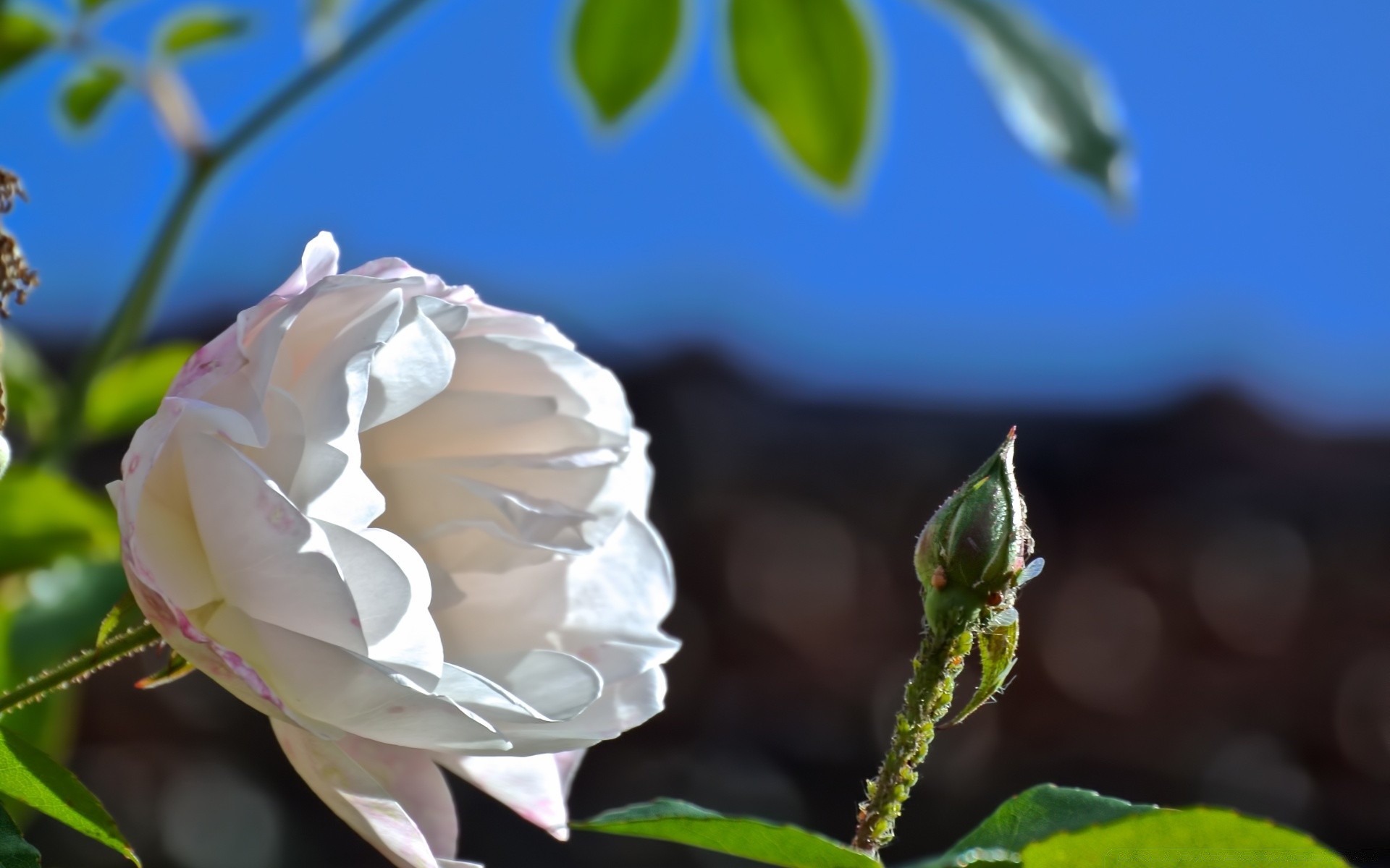 macro flor natureza folha flora rosa jardim verão bonita romance floral amor cor pétala brilhante blooming exterior casamento romântico crescimento