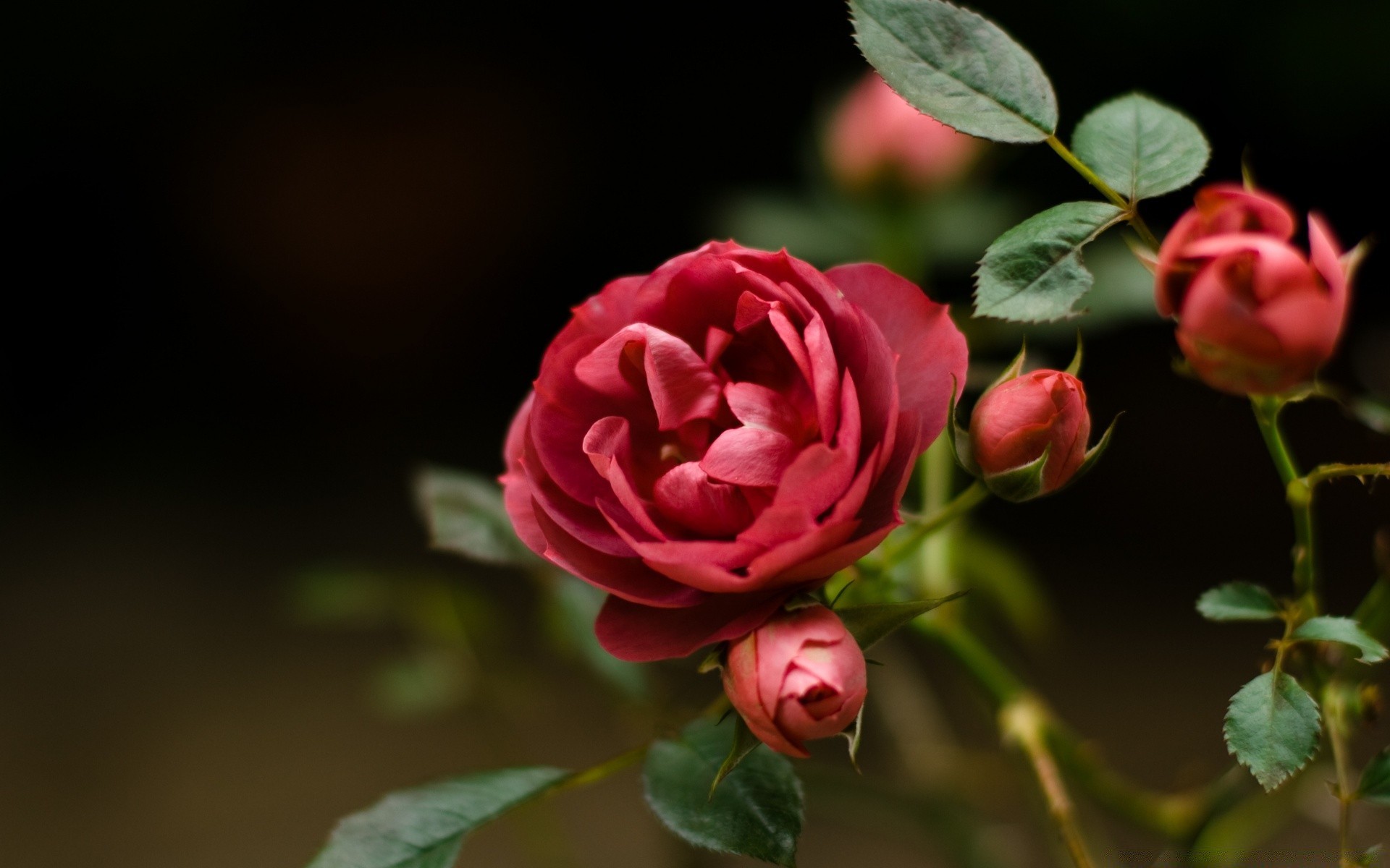 flores rosa flor natureza folha amor flora romance pétala floral casamento jardim romântico cor blooming bela verão decoração presente delicado