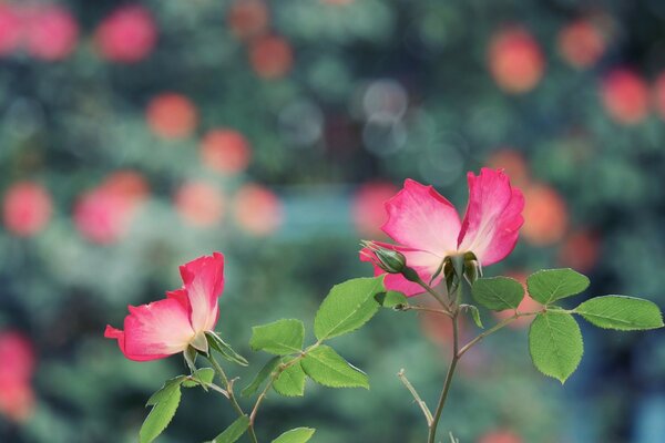 Ternura rosa no mundo do universo