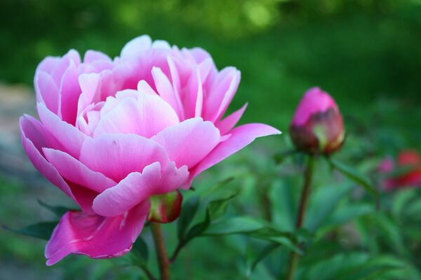 Peônia rosa florescendo com botão em um fundo verde