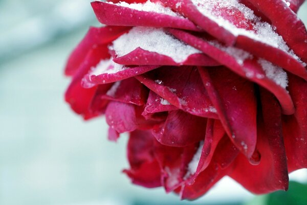 Flor vermelha polvilhada com neve