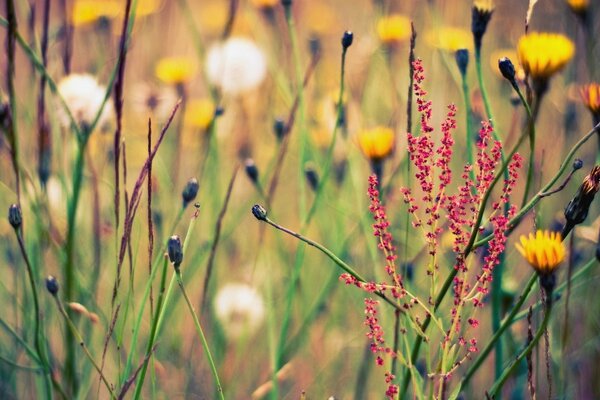 Campo com ervas e flores