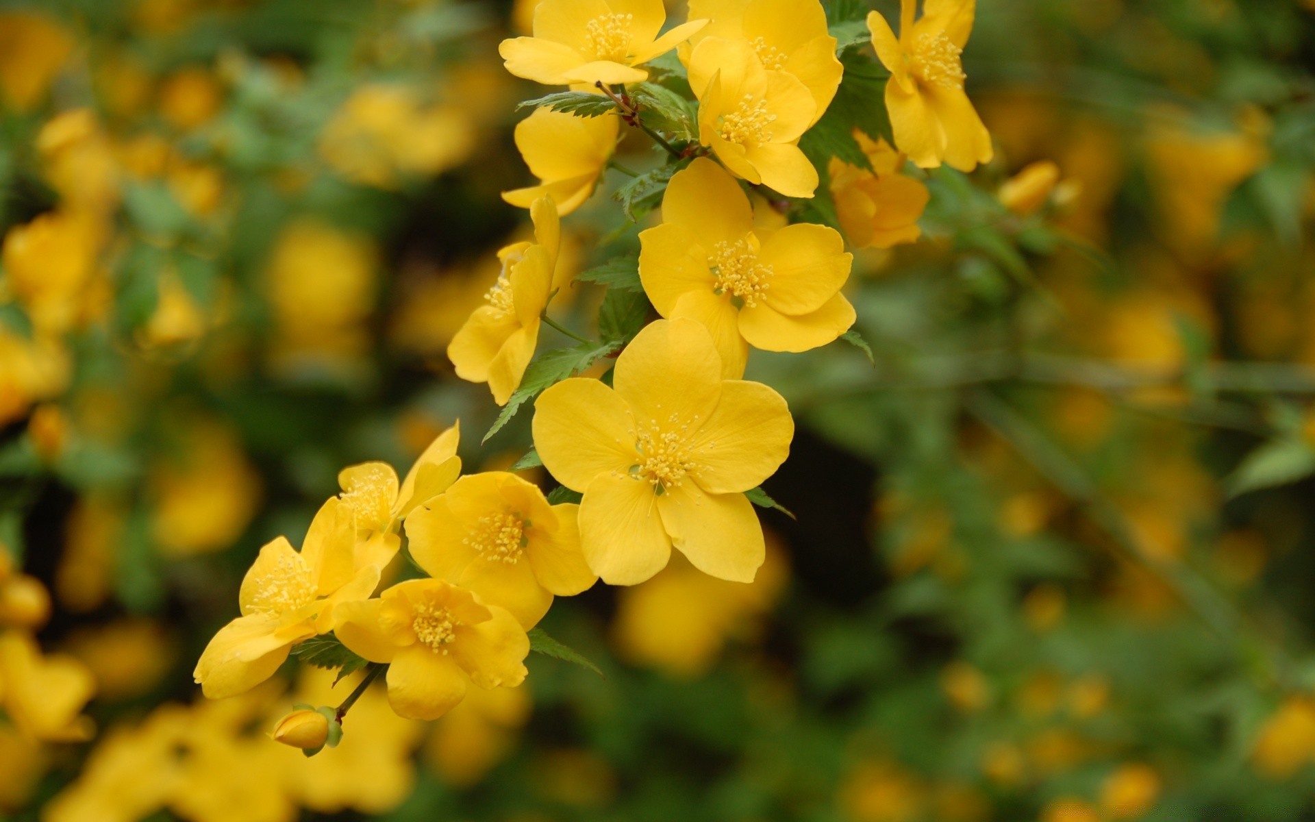 flores natureza flor flora folha verão ao ar livre crescimento jardim floral brilhante blooming bom tempo estação pétala cor