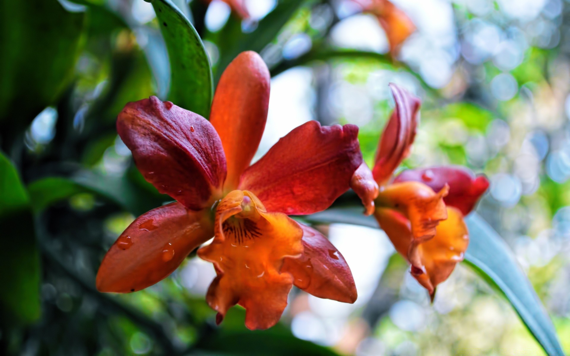 flores natureza flora folha flor jardim tropical verão ramo brilhante blooming exótico cor floral bonita árvore ao ar livre crescimento