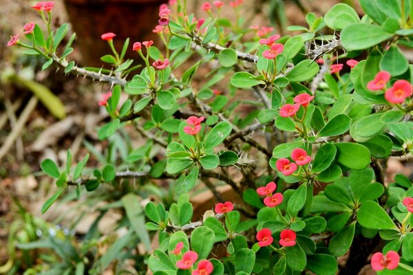 Flores vermelhas. Flores silvestres. Arbusto