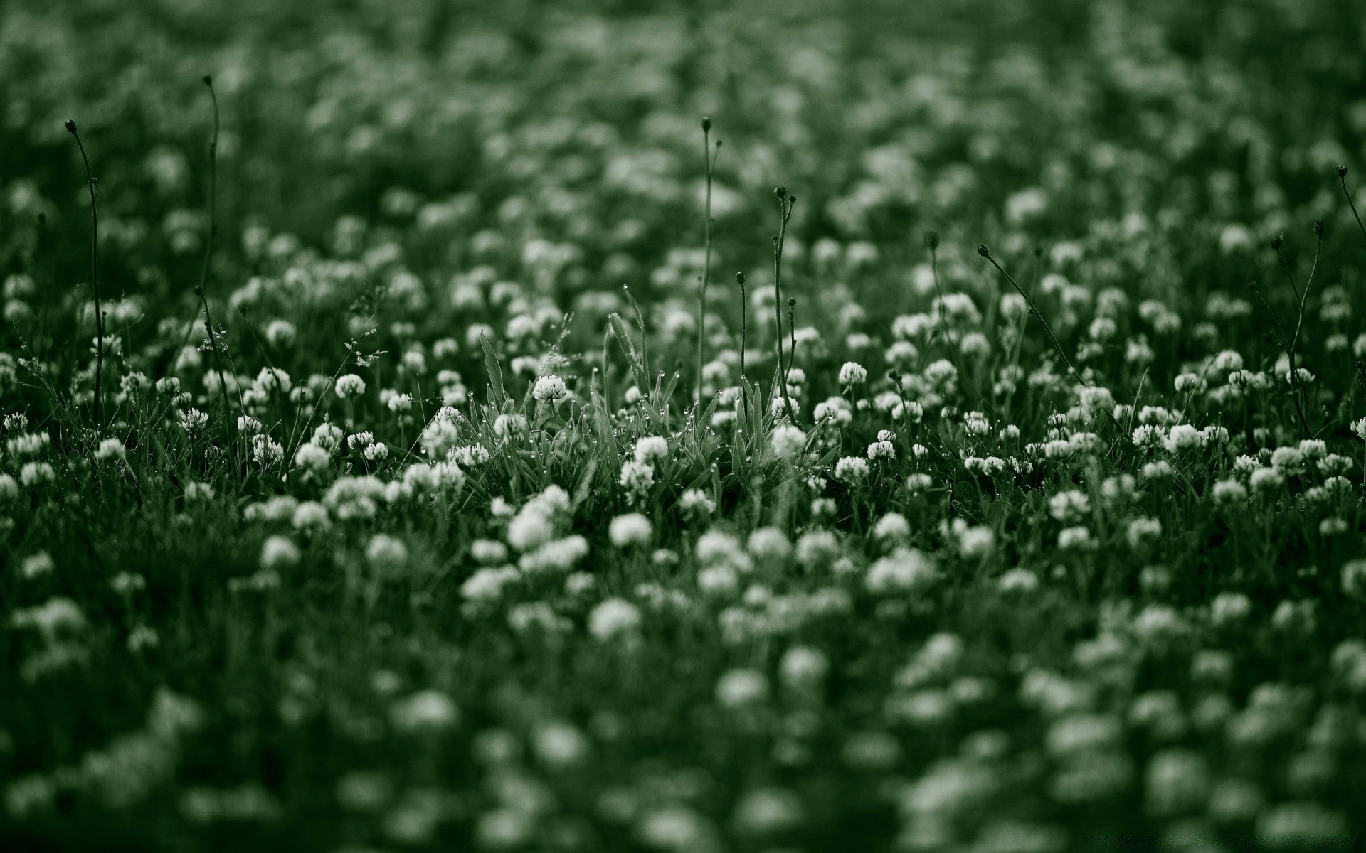 flores campo grama feno natureza estação flor flora rural ao ar livre cor fazenda crescimento folha agricultura gramado desktop textura solo verão