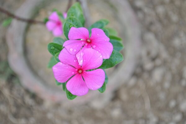 Bela flor cresce no jardim