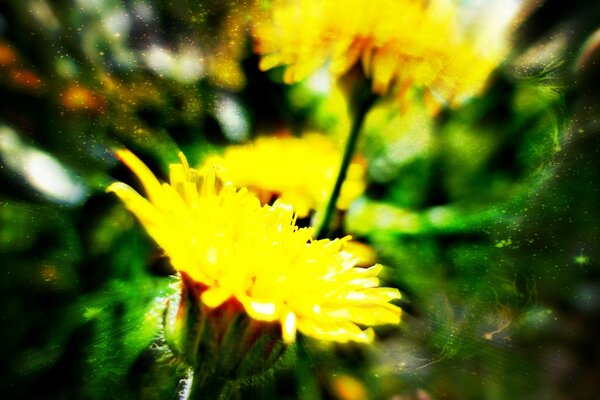 Macroscopia de plantas no campo dois