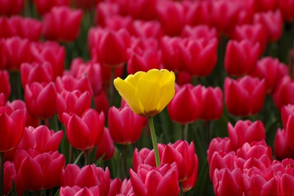 Paisagem da plantação de belas tulipas