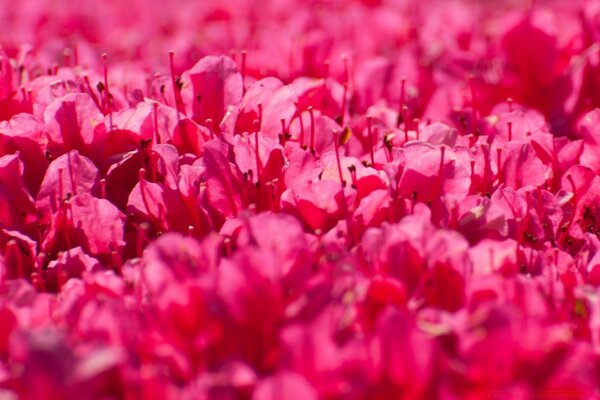 Composição brilhante de flores vermelhas
