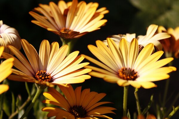 Bela natureza, belas flores