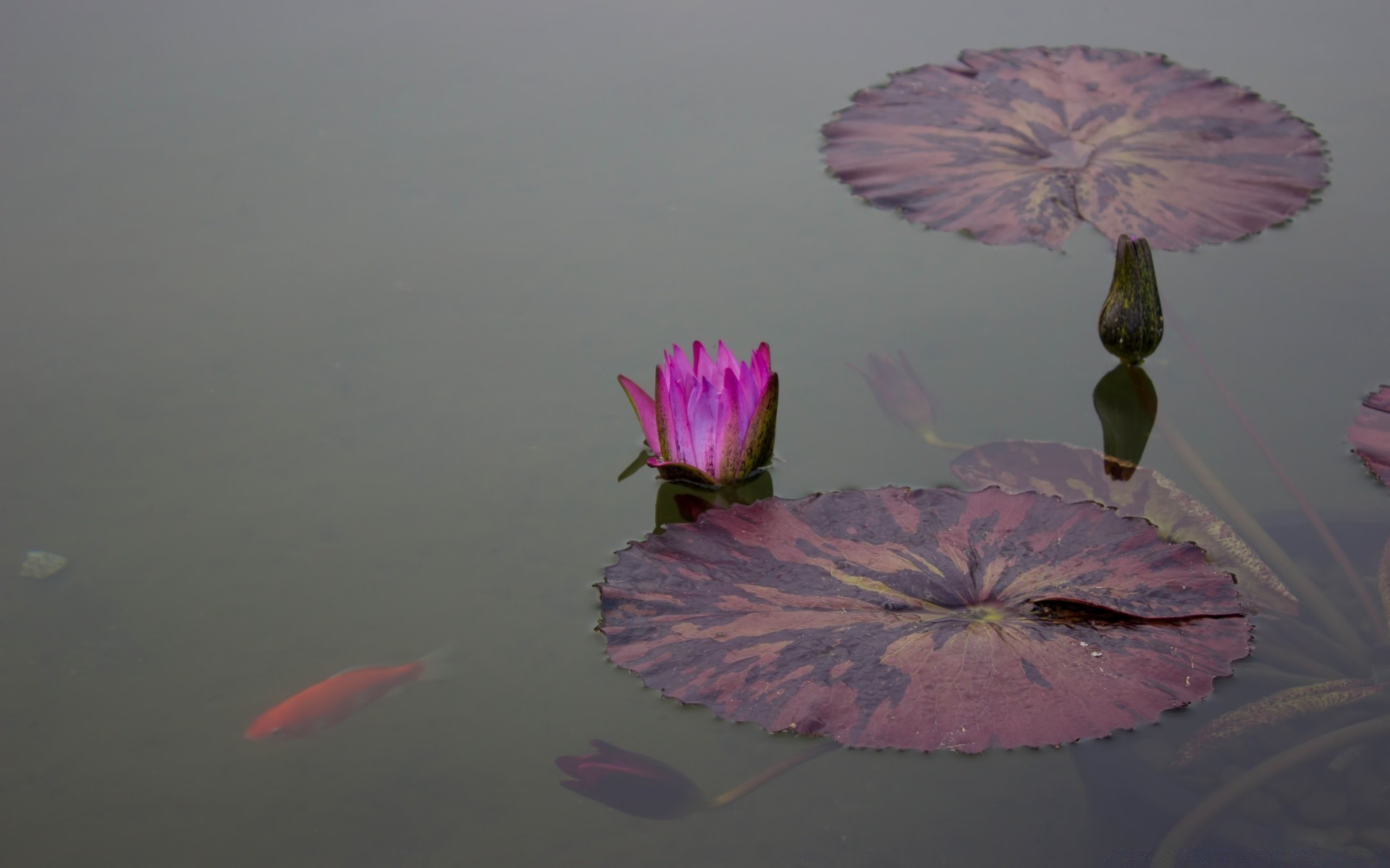 flores água natureza flor ao ar livre lago luz do dia piscina